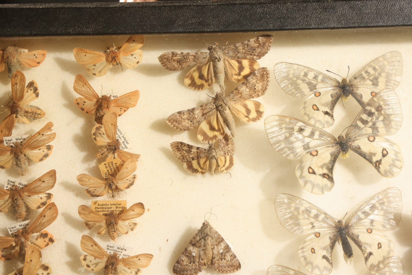 Vintage Entomology Specimen Display of Moths and Butterflies Including Parnassius and Various Small Species, in Glass-Top Black Riker Case