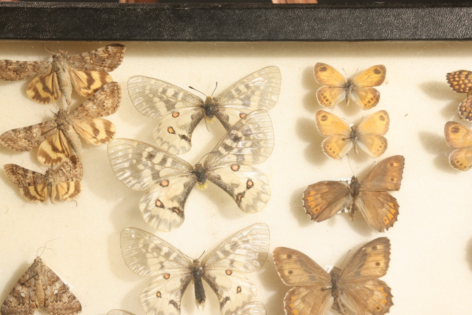Vintage Entomology Specimen Display of Moths and Butterflies Including Parnassius and Various Small Species, in Glass-Top Black Riker Case
