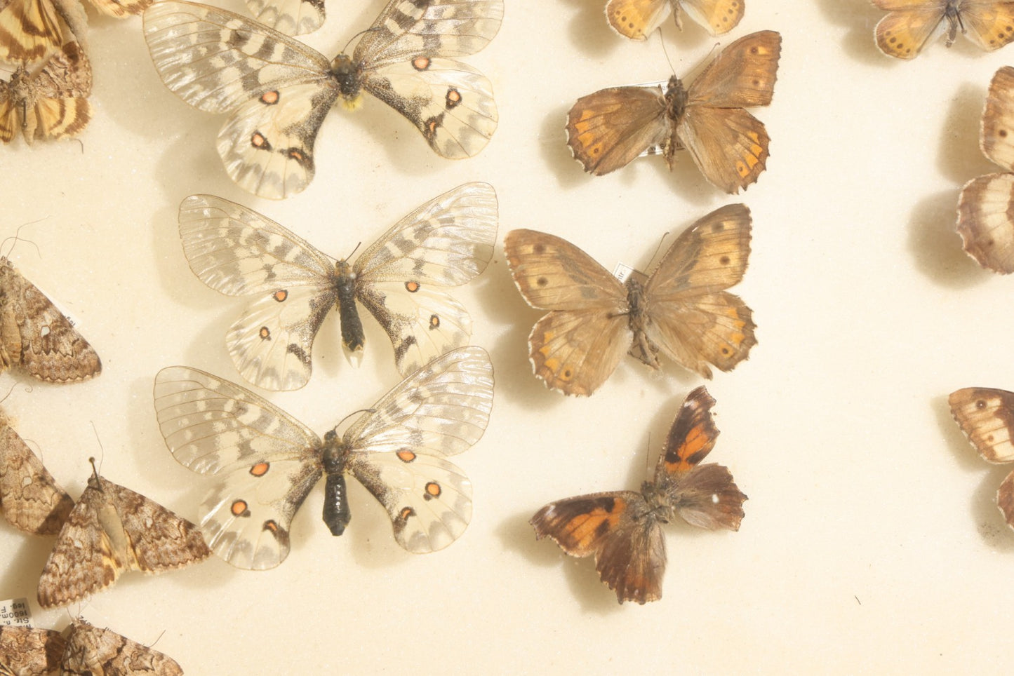 Vintage Entomology Specimen Display of Moths and Butterflies Including Parnassius and Various Small Species, in Glass-Top Black Riker Case