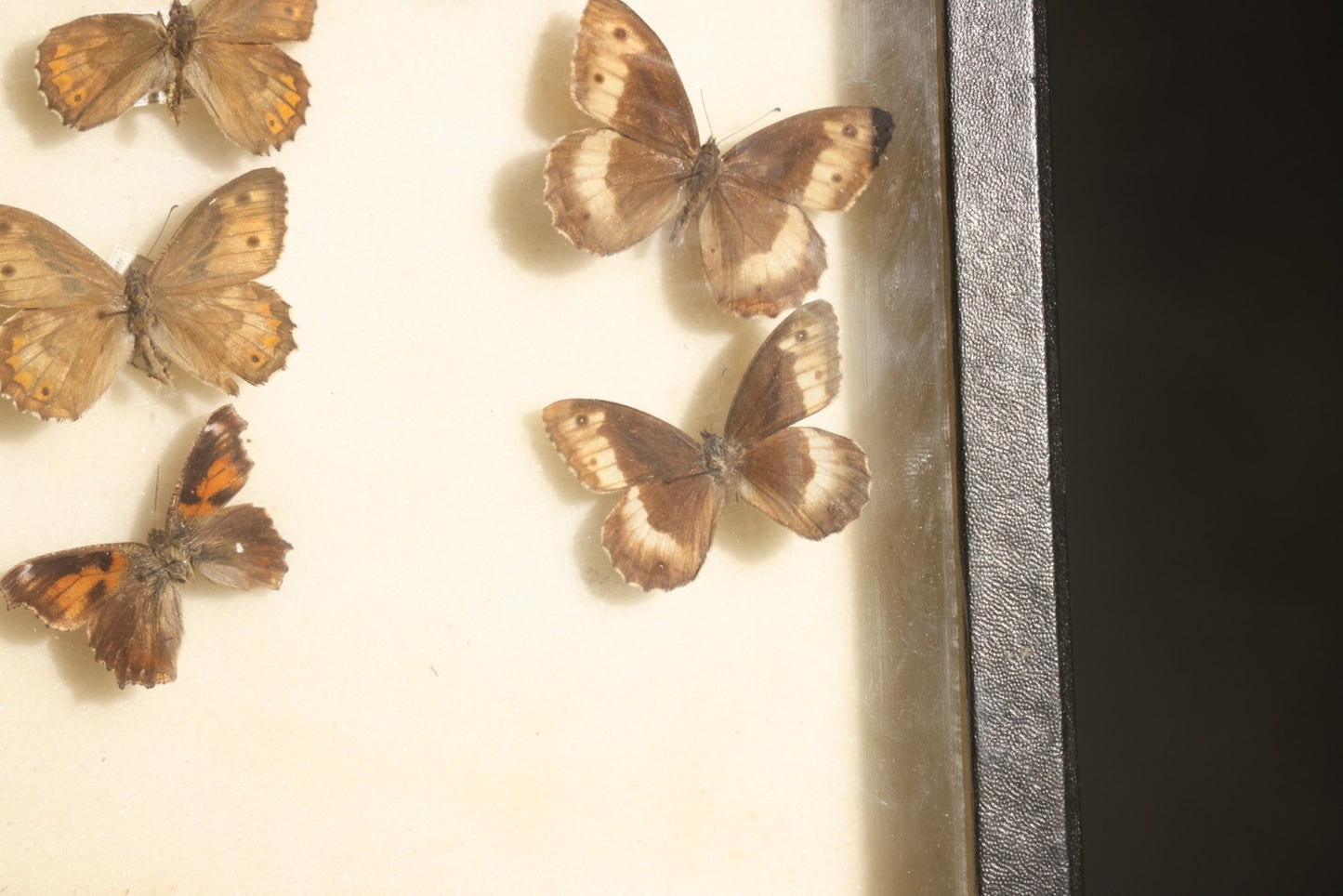 Vintage Entomology Specimen Display of Moths and Butterflies Including Parnassius and Various Small Species, in Glass-Top Black Riker Case