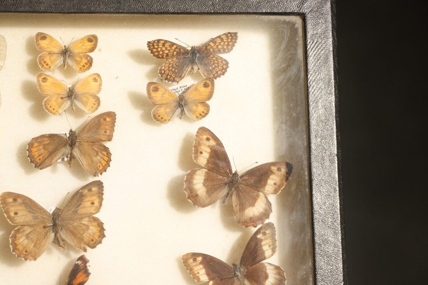 Vintage Entomology Specimen Display of Moths and Butterflies Including Parnassius and Various Small Species, in Glass-Top Black Riker Case