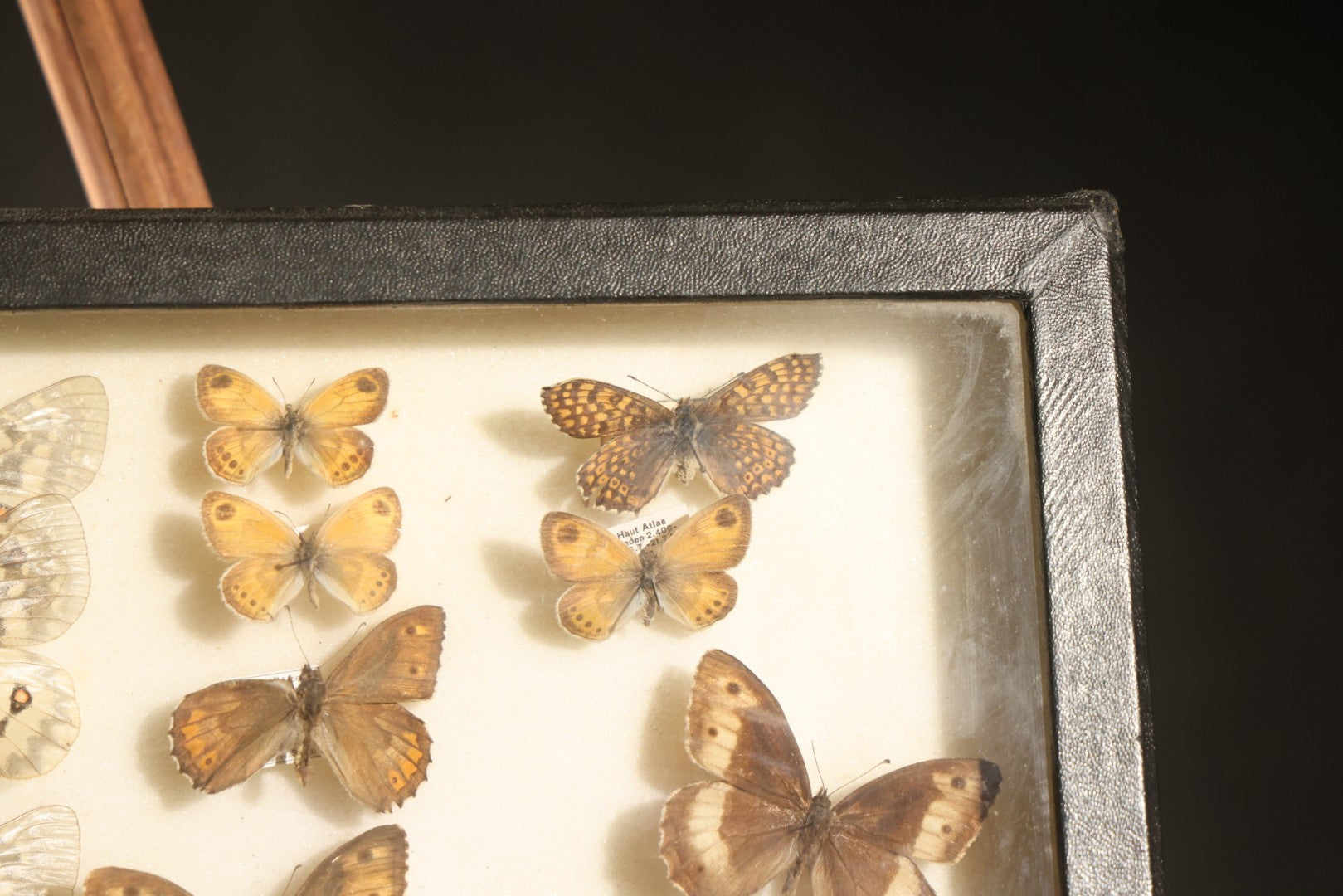 Vintage Entomology Specimen Display of Moths and Butterflies Including Parnassius and Various Small Species, in Glass-Top Black Riker Case