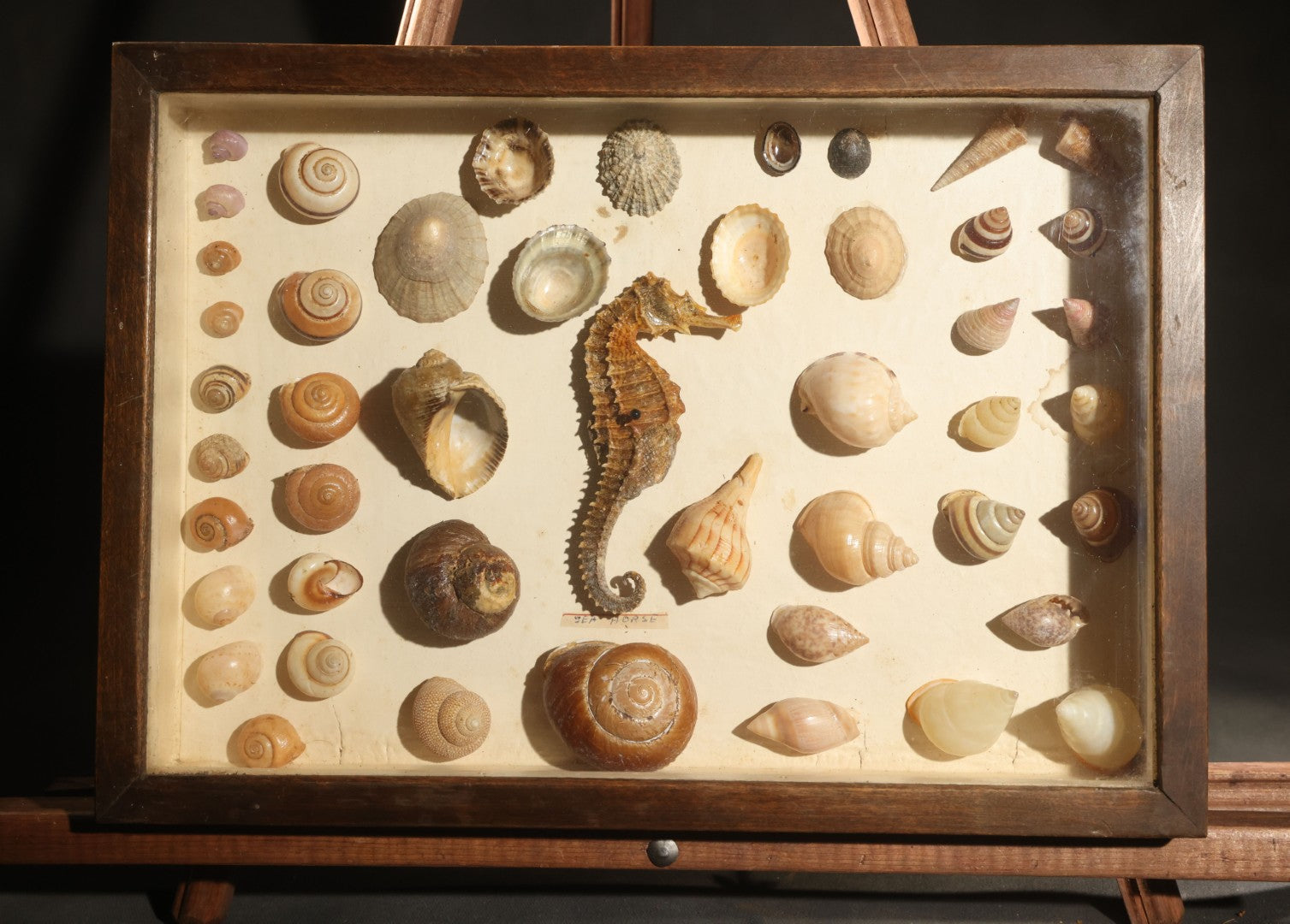 Vintage Natural History Specimen Display of Shells and Dried Seahorse in Glass-Front Dark Wood Cabinet