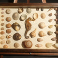 Lot 022 - Vintage Natural History Specimen Display of Shells and Dried Seahorse in Glass-Front Dark Wood Cabinet, 13-3/4" L x 9-3/4" H