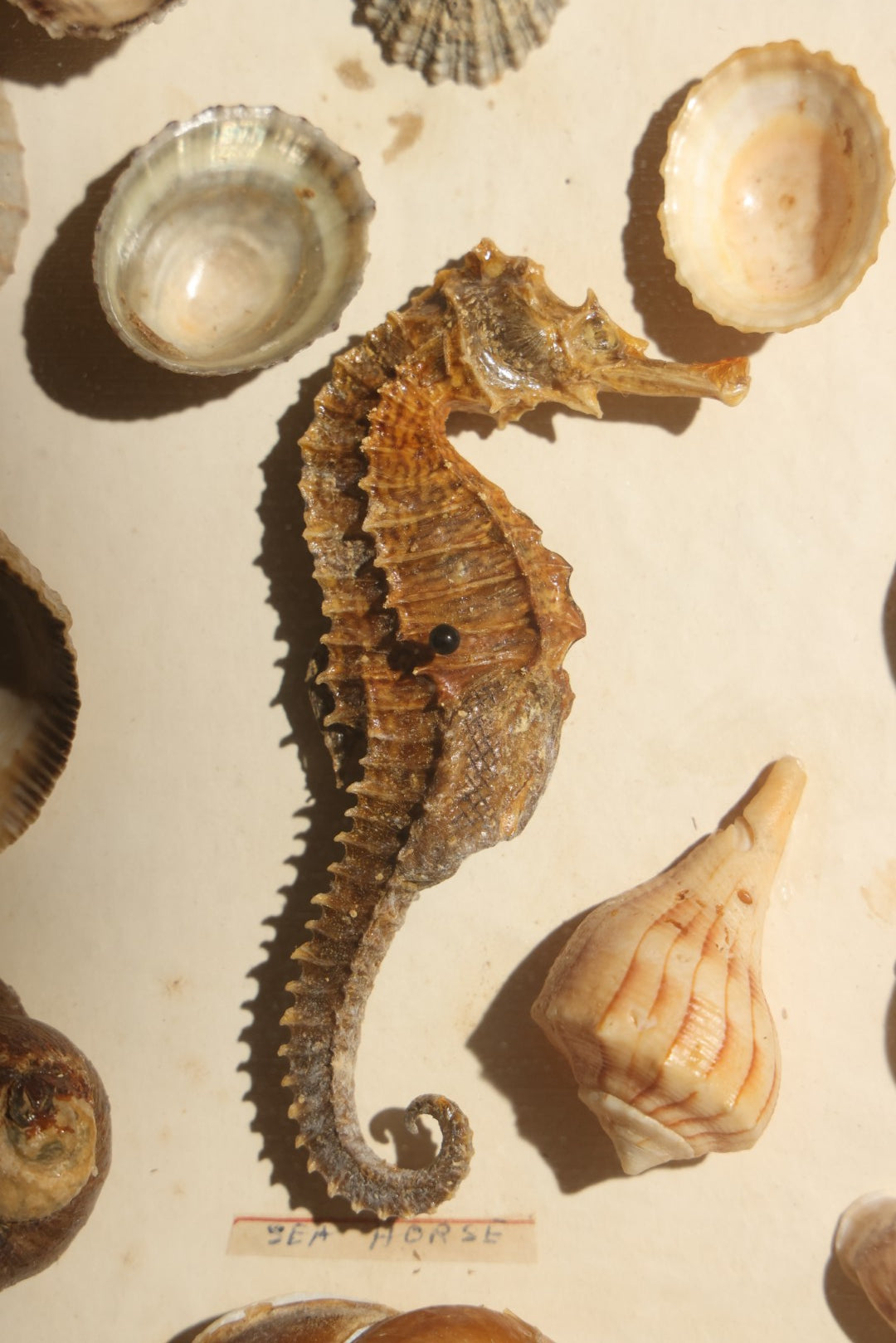 Vintage Natural History Specimen Display of Shells and Dried Seahorse in Glass-Front Dark Wood Cabinet