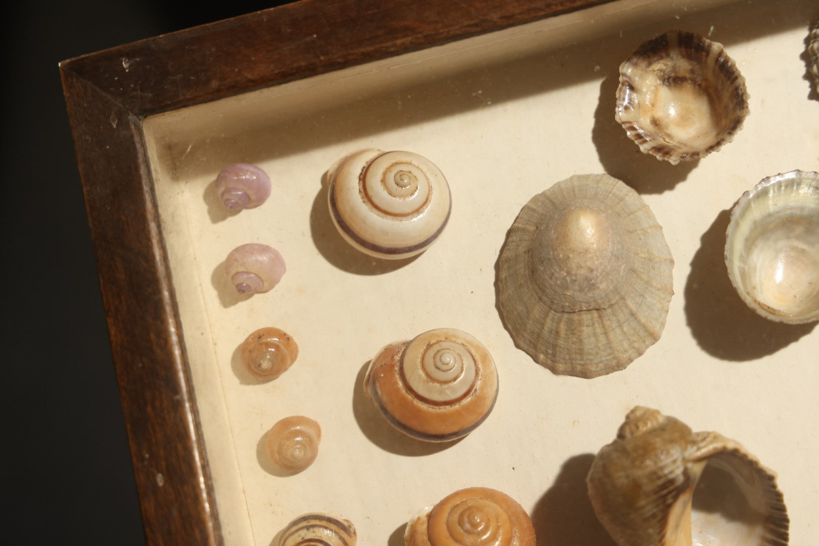 Vintage Natural History Specimen Display of Shells and Dried Seahorse in Glass-Front Dark Wood Cabinet