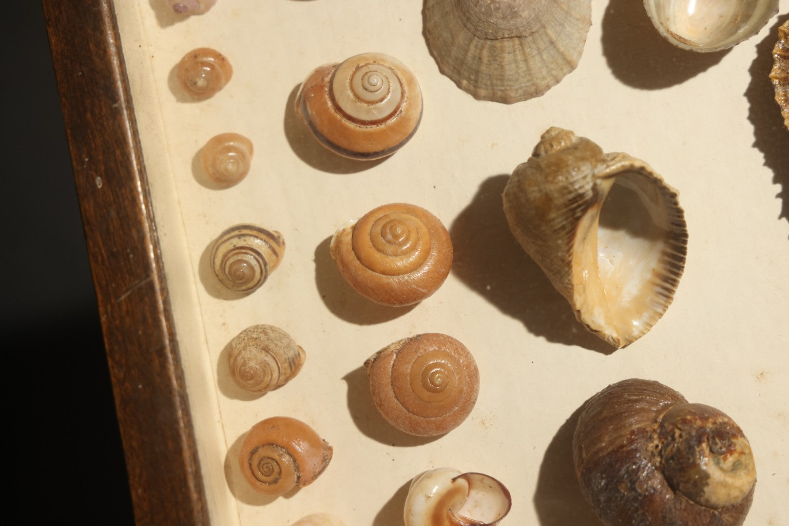 Vintage Natural History Specimen Display of Shells and Dried Seahorse in Glass-Front Dark Wood Cabinet