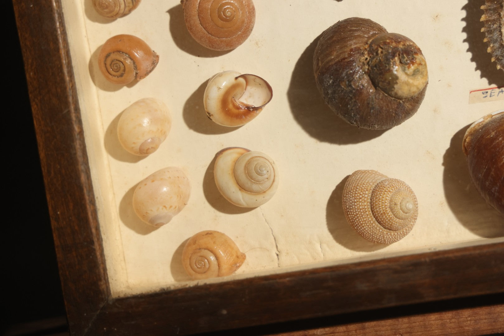 Vintage Natural History Specimen Display of Shells and Dried Seahorse in Glass-Front Dark Wood Cabinet
