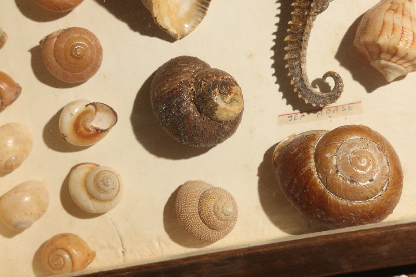 Vintage Natural History Specimen Display of Shells and Dried Seahorse in Glass-Front Dark Wood Cabinet