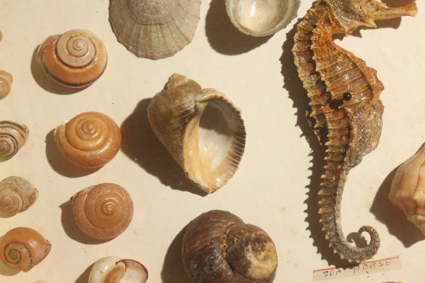 Vintage Natural History Specimen Display of Shells and Dried Seahorse in Glass-Front Dark Wood Cabinet