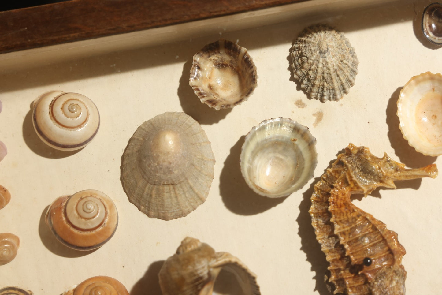 Vintage Natural History Specimen Display of Shells and Dried Seahorse in Glass-Front Dark Wood Cabinet