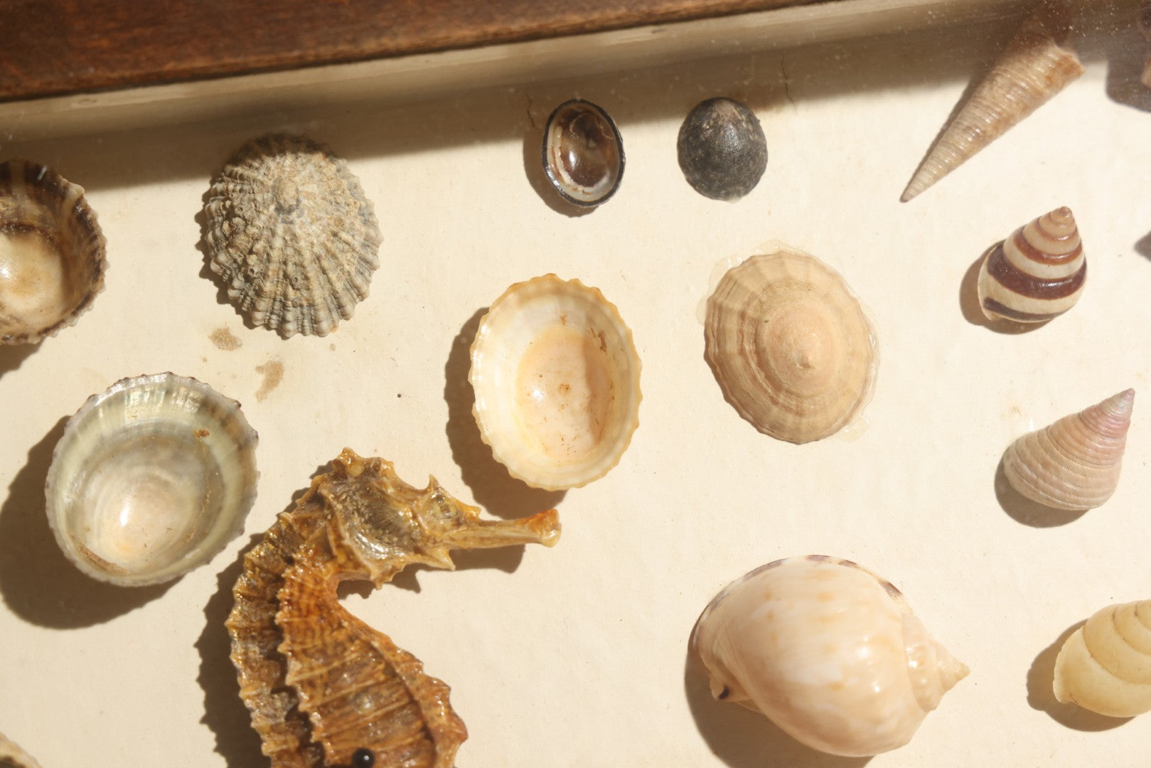 Vintage Natural History Specimen Display of Shells and Dried Seahorse in Glass-Front Dark Wood Cabinet