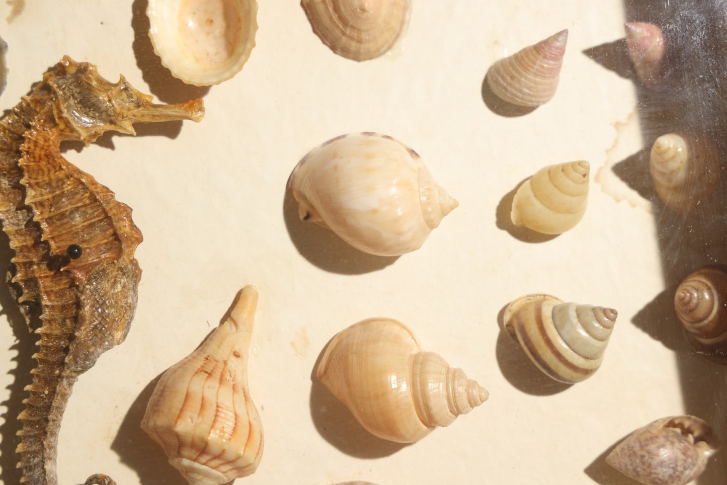 Vintage Natural History Specimen Display of Shells and Dried Seahorse in Glass-Front Dark Wood Cabinet