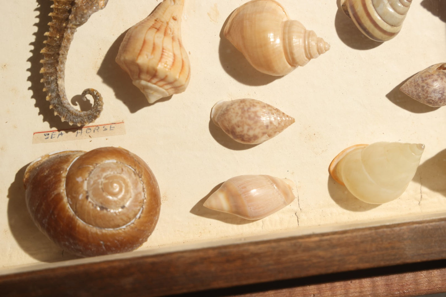 Vintage Natural History Specimen Display of Shells and Dried Seahorse in Glass-Front Dark Wood Cabinet