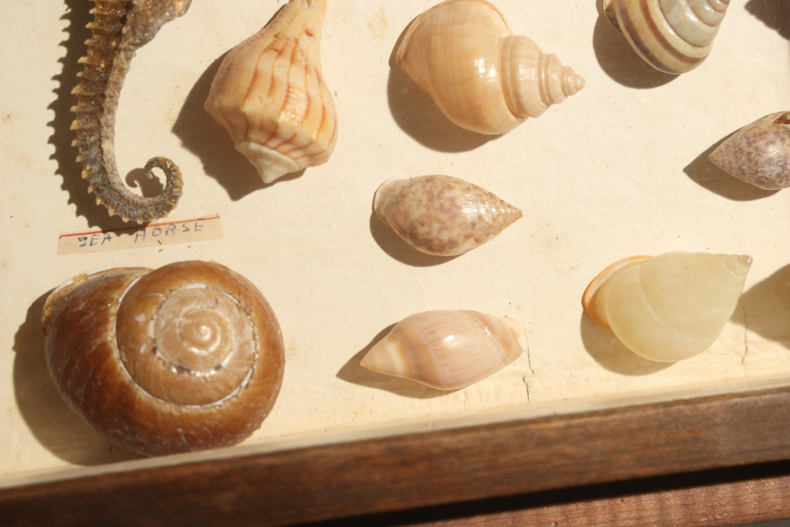 Vintage Natural History Specimen Display of Shells and Dried Seahorse in Glass-Front Dark Wood Cabinet