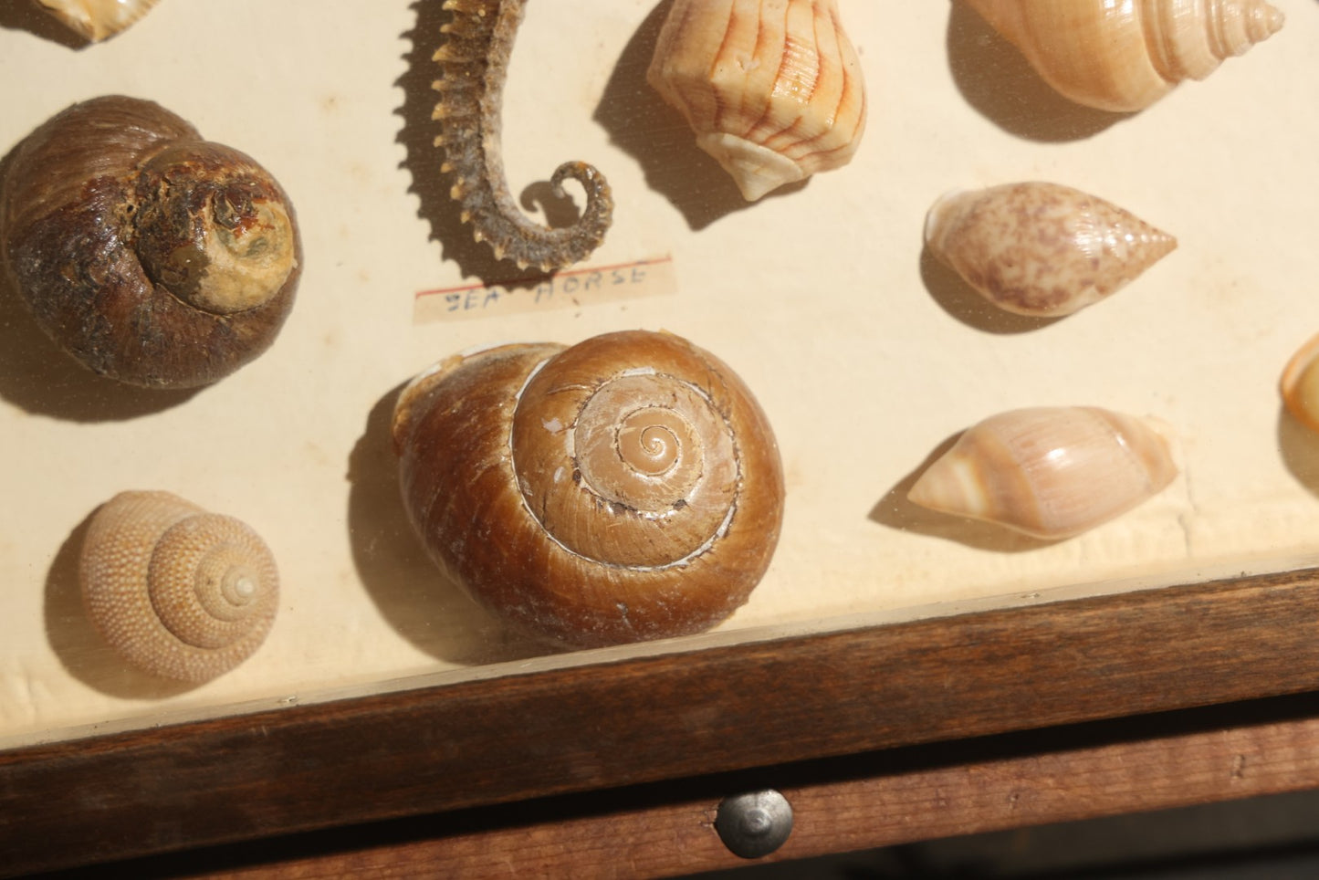 Vintage Natural History Specimen Display of Shells and Dried Seahorse in Glass-Front Dark Wood Cabinet