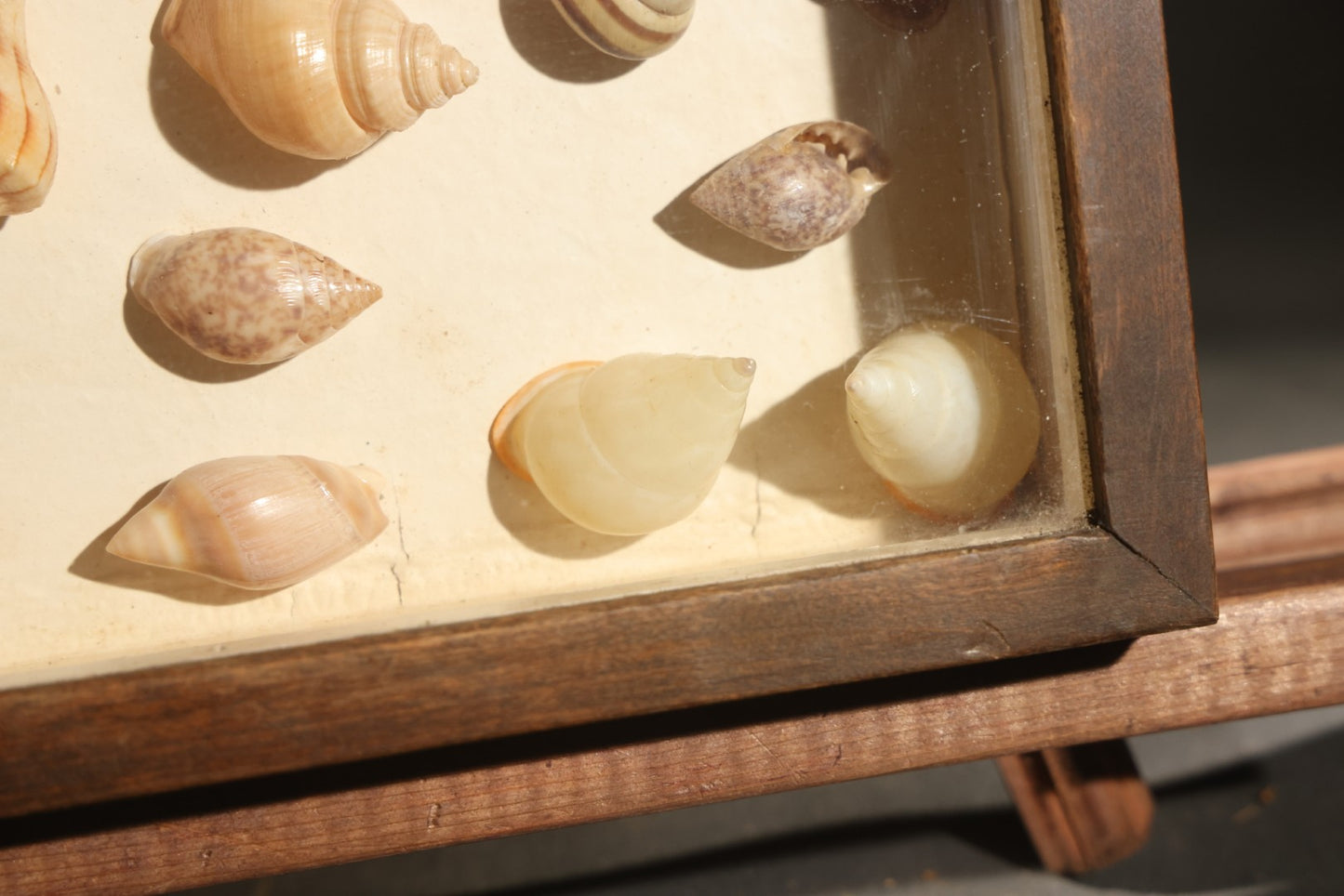 Vintage Natural History Specimen Display of Shells and Dried Seahorse in Glass-Front Dark Wood Cabinet