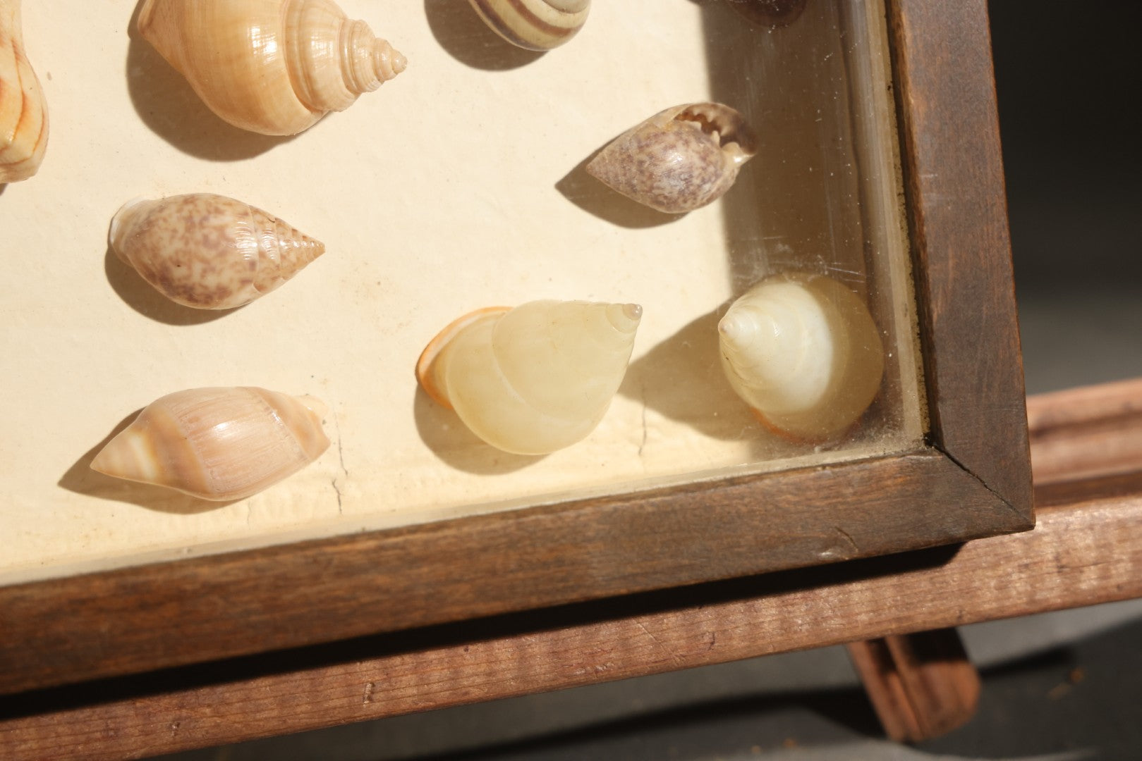 Vintage Natural History Specimen Display of Shells and Dried Seahorse in Glass-Front Dark Wood Cabinet
