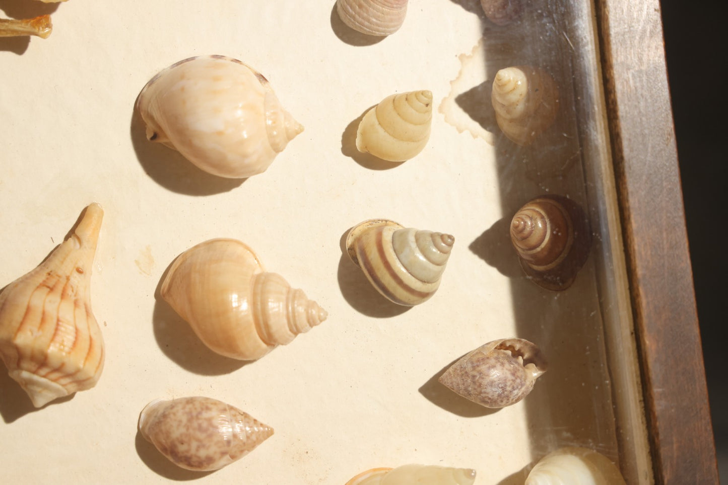 Vintage Natural History Specimen Display of Shells and Dried Seahorse in Glass-Front Dark Wood Cabinet