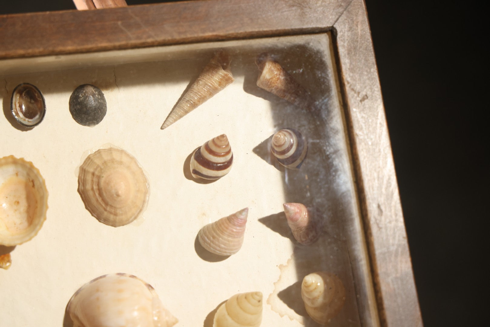 Vintage Natural History Specimen Display of Shells and Dried Seahorse in Glass-Front Dark Wood Cabinet