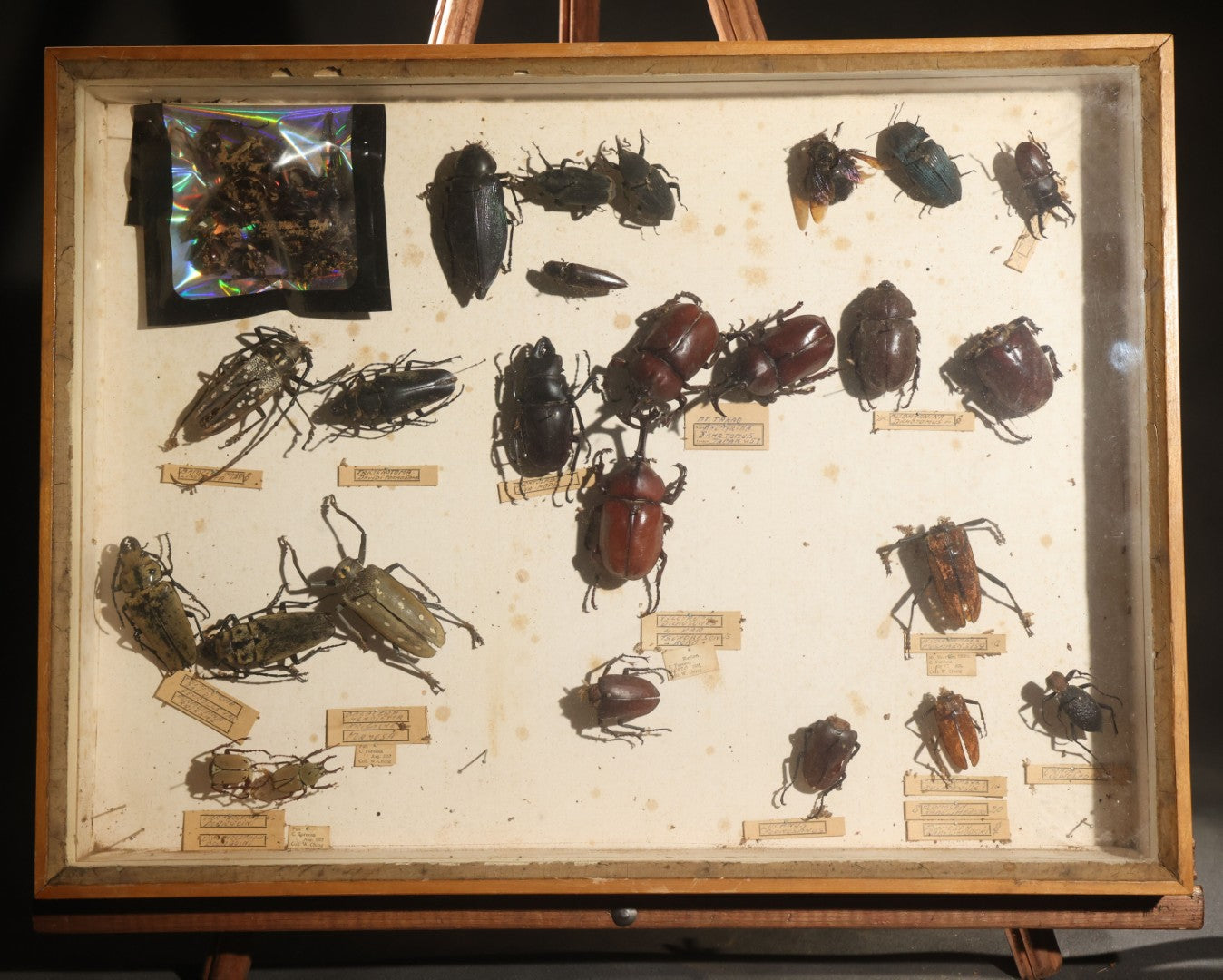 Vintage Entomology Specimen Display of Large Beetles for Parts or Repair, with Loose Salvaged Parts, in Glass-Front Wood Cabinet with Hans Luhr Label, Kiel, Germany