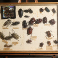 Lot 023 - Vintage Entomology Specimen Display of Large Beetles for Parts or Repair, with Loose Salvaged Parts, in Glass-Front Wood Cabinet with Hans Luhr Label, Kiel, Germany, 17-1/4" L x 13" H