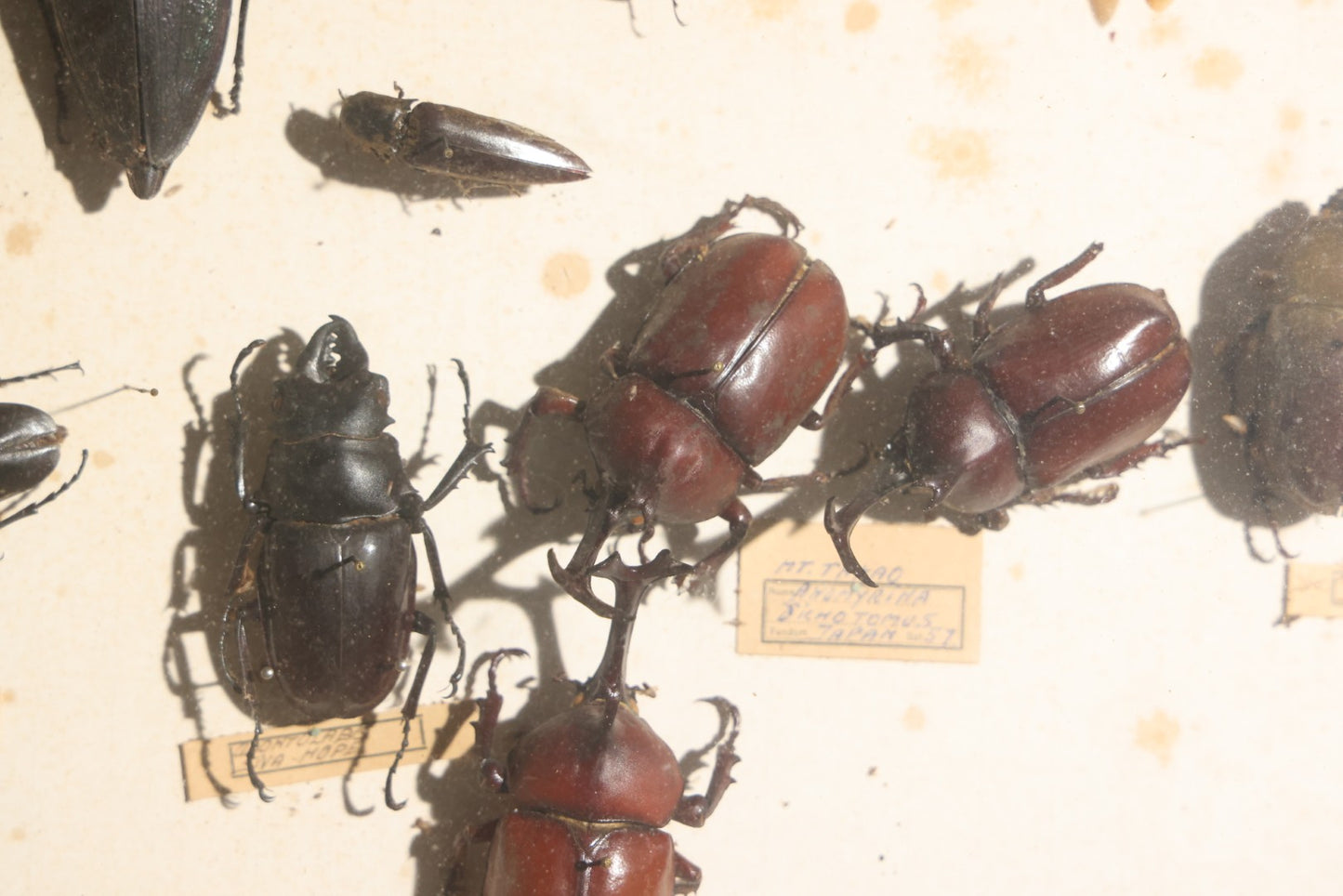 Vintage Entomology Specimen Display of Large Beetles for Parts or Repair, with Loose Salvaged Parts, in Glass-Front Wood Cabinet with Hans Luhr Label, Kiel, Germany