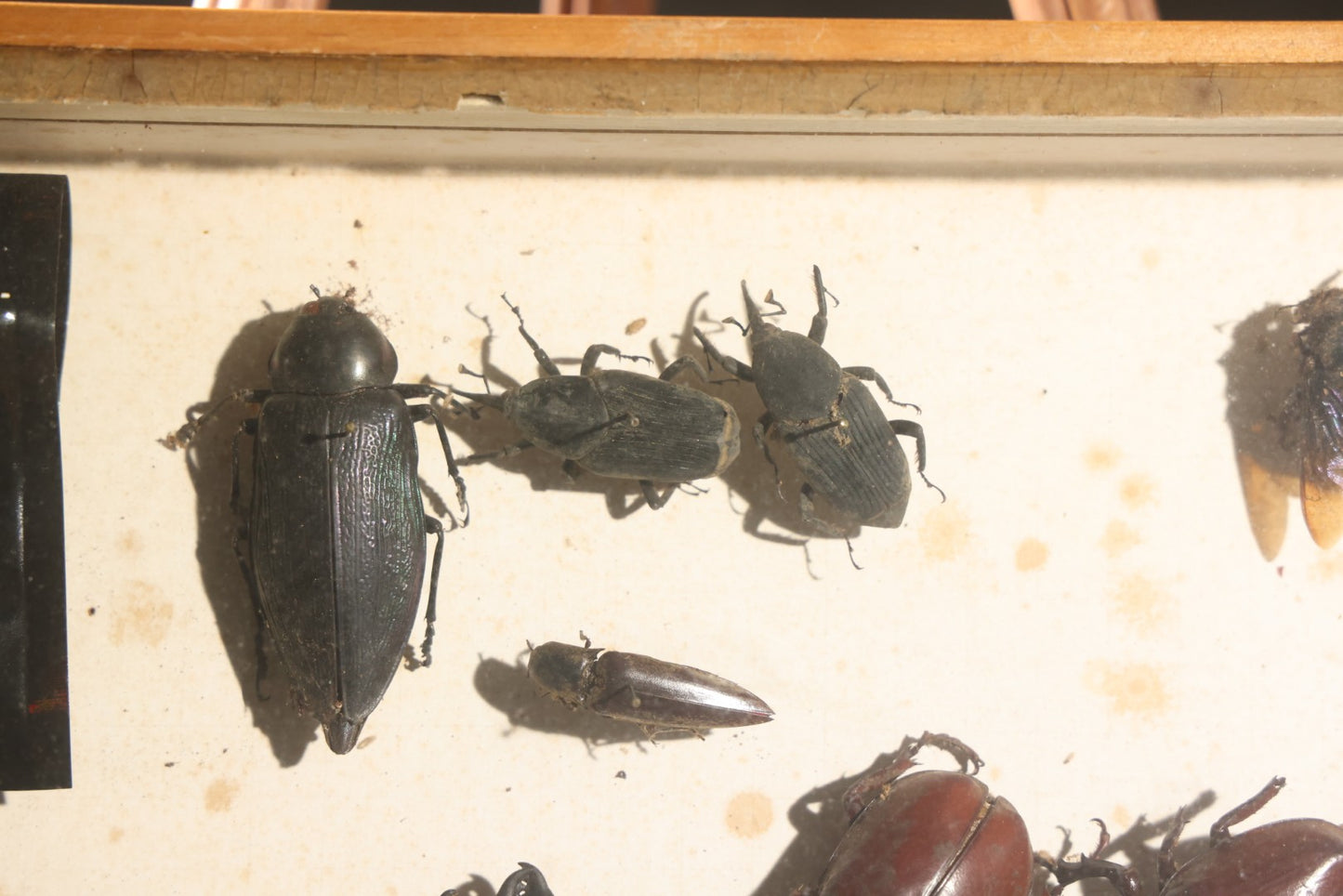 Vintage Entomology Specimen Display of Large Beetles for Parts or Repair, with Loose Salvaged Parts, in Glass-Front Wood Cabinet with Hans Luhr Label, Kiel, Germany