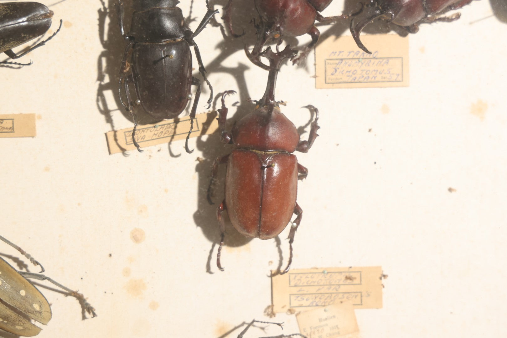 Vintage Entomology Specimen Display of Large Beetles for Parts or Repair, with Loose Salvaged Parts, in Glass-Front Wood Cabinet with Hans Luhr Label, Kiel, Germany