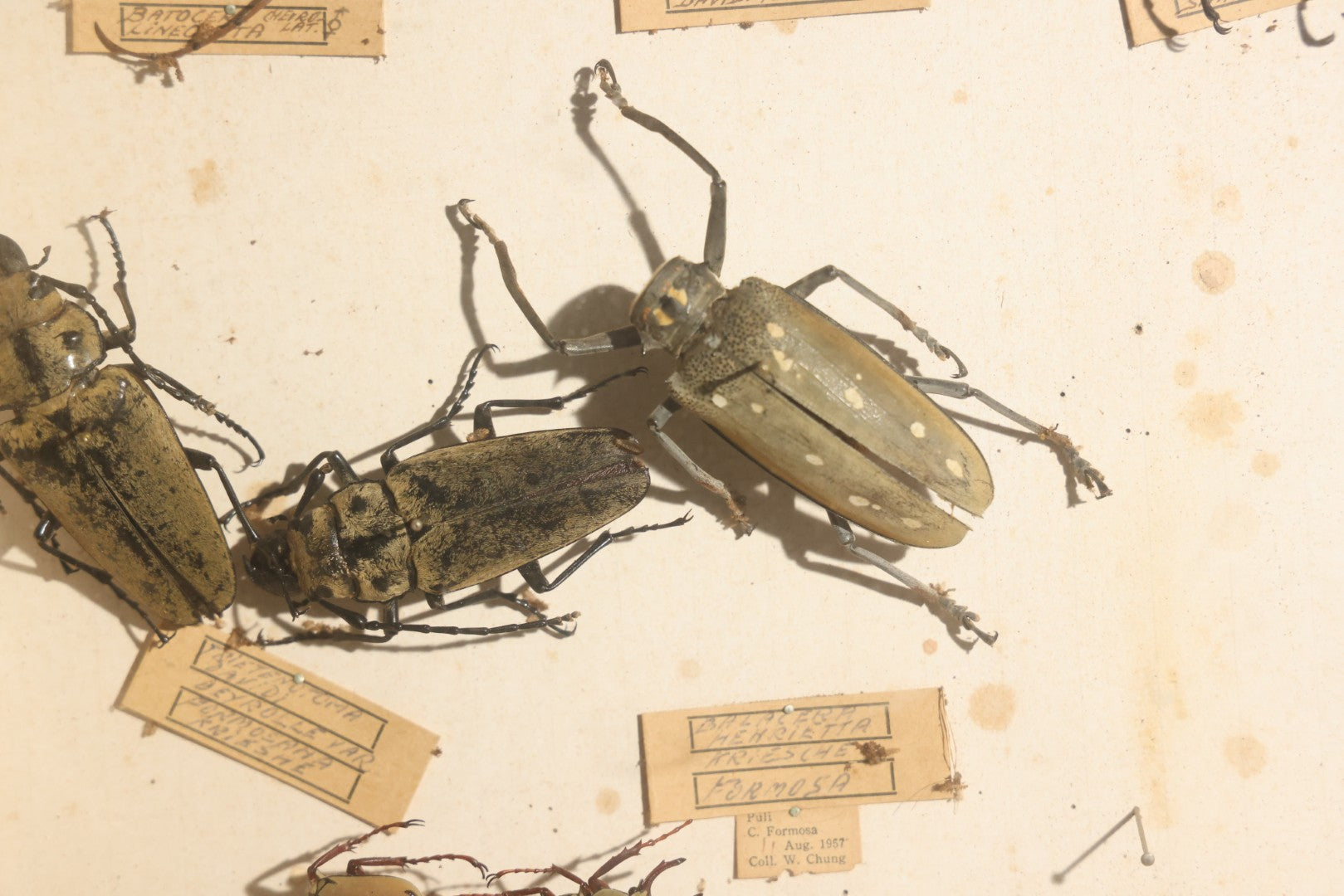 Vintage Entomology Specimen Display of Large Beetles for Parts or Repair, with Loose Salvaged Parts, in Glass-Front Wood Cabinet with Hans Luhr Label, Kiel, Germany