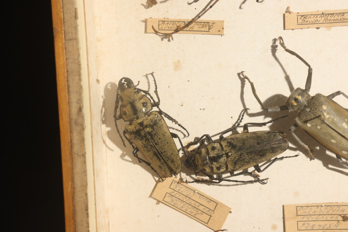 Vintage Entomology Specimen Display of Large Beetles for Parts or Repair, with Loose Salvaged Parts, in Glass-Front Wood Cabinet with Hans Luhr Label, Kiel, Germany