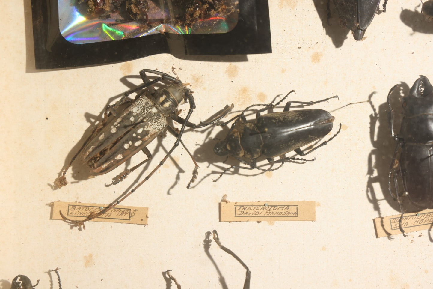 Vintage Entomology Specimen Display of Large Beetles for Parts or Repair, with Loose Salvaged Parts, in Glass-Front Wood Cabinet with Hans Luhr Label, Kiel, Germany