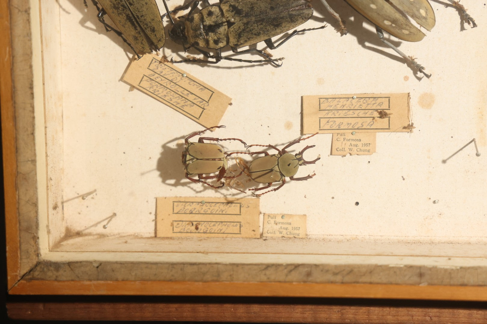 Vintage Entomology Specimen Display of Large Beetles for Parts or Repair, with Loose Salvaged Parts, in Glass-Front Wood Cabinet with Hans Luhr Label, Kiel, Germany