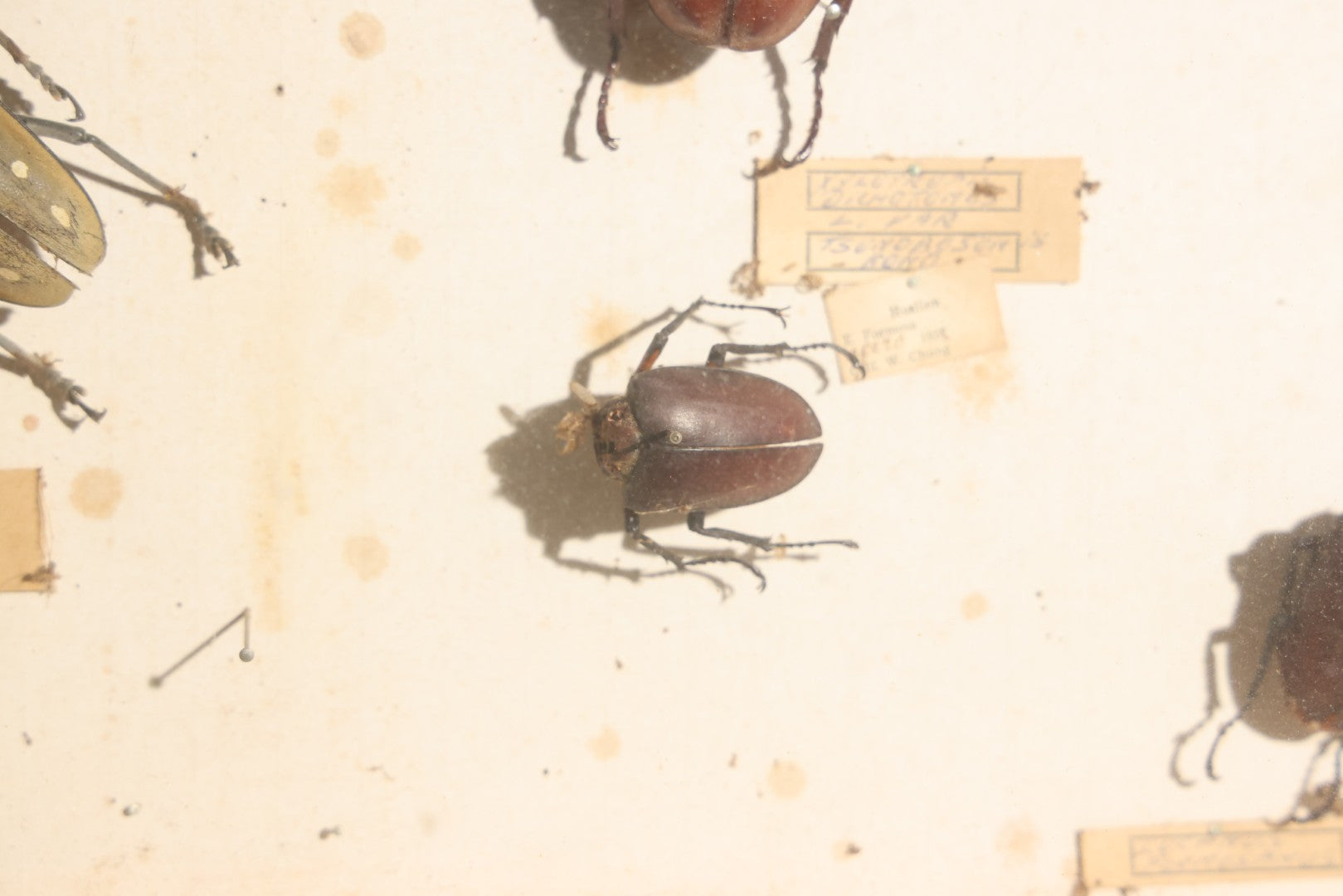 Vintage Entomology Specimen Display of Large Beetles for Parts or Repair, with Loose Salvaged Parts, in Glass-Front Wood Cabinet with Hans Luhr Label, Kiel, Germany
