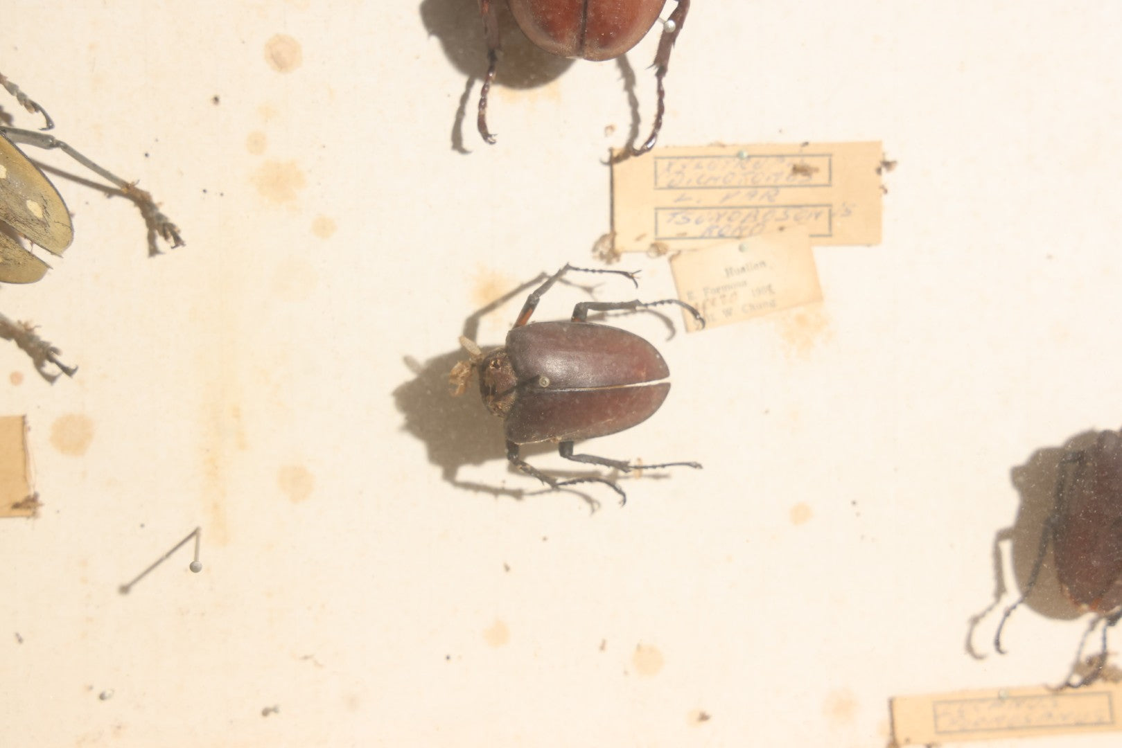 Vintage Entomology Specimen Display of Large Beetles for Parts or Repair, with Loose Salvaged Parts, in Glass-Front Wood Cabinet with Hans Luhr Label, Kiel, Germany