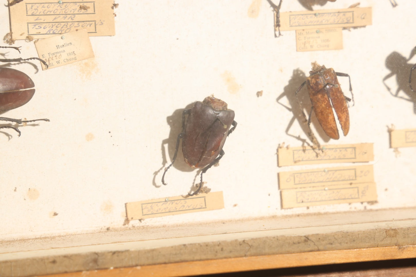 Vintage Entomology Specimen Display of Large Beetles for Parts or Repair, with Loose Salvaged Parts, in Glass-Front Wood Cabinet with Hans Luhr Label, Kiel, Germany