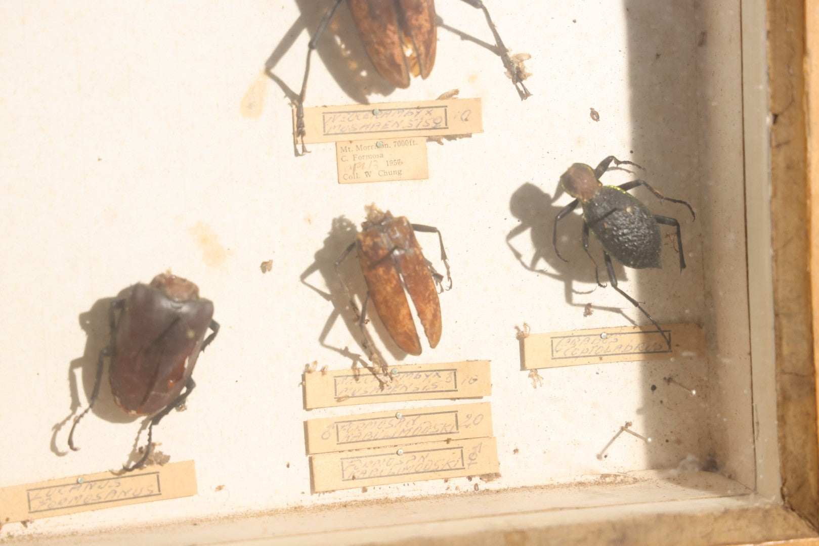 Vintage Entomology Specimen Display of Large Beetles for Parts or Repair, with Loose Salvaged Parts, in Glass-Front Wood Cabinet with Hans Luhr Label, Kiel, Germany