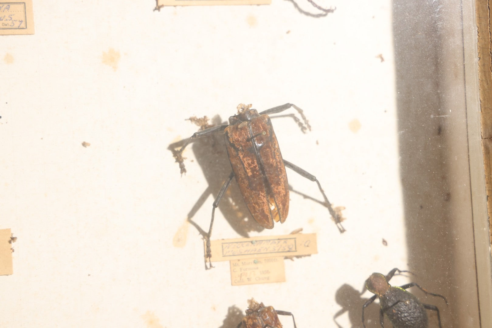 Vintage Entomology Specimen Display of Large Beetles for Parts or Repair, with Loose Salvaged Parts, in Glass-Front Wood Cabinet with Hans Luhr Label, Kiel, Germany