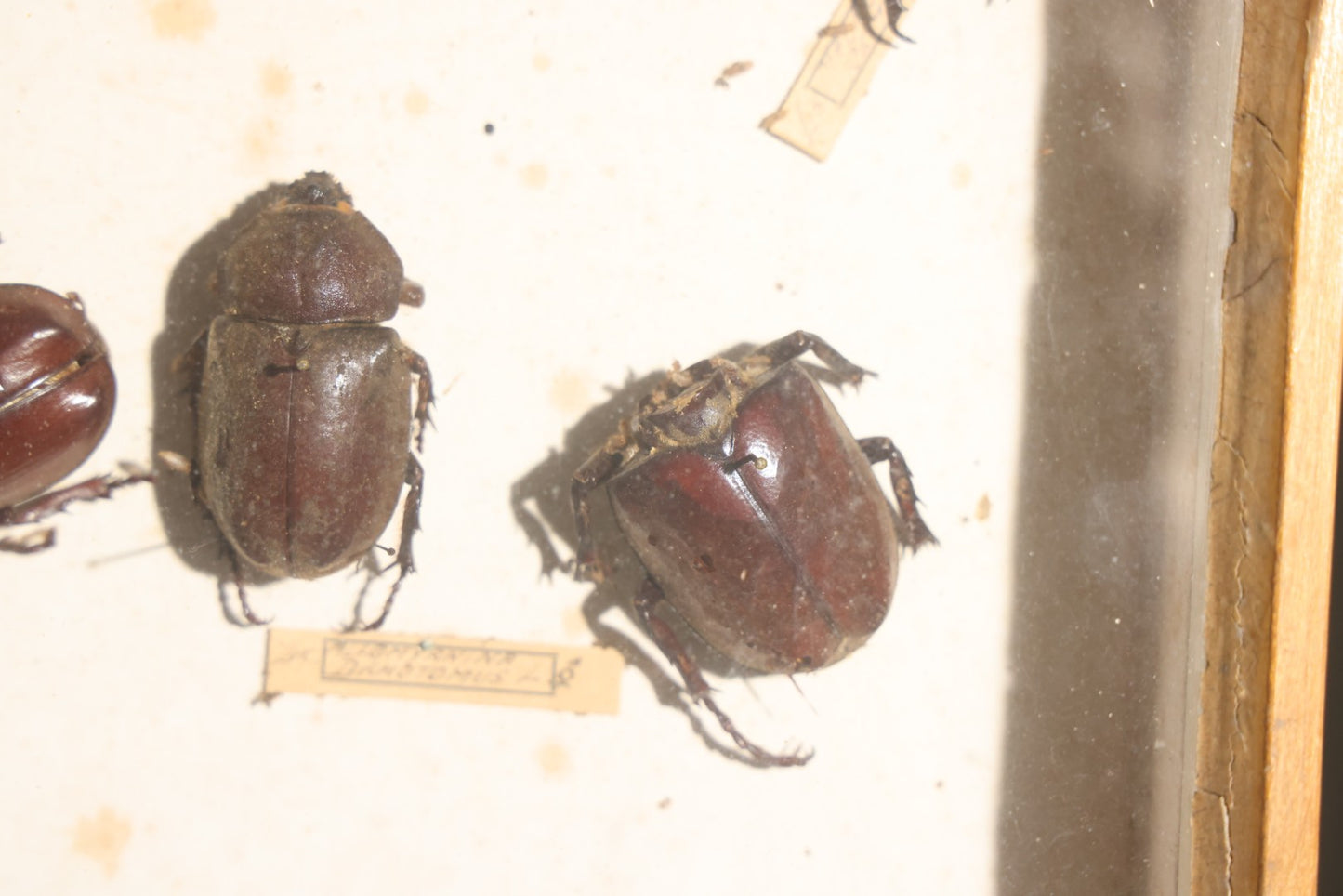 Vintage Entomology Specimen Display of Large Beetles for Parts or Repair, with Loose Salvaged Parts, in Glass-Front Wood Cabinet with Hans Luhr Label, Kiel, Germany