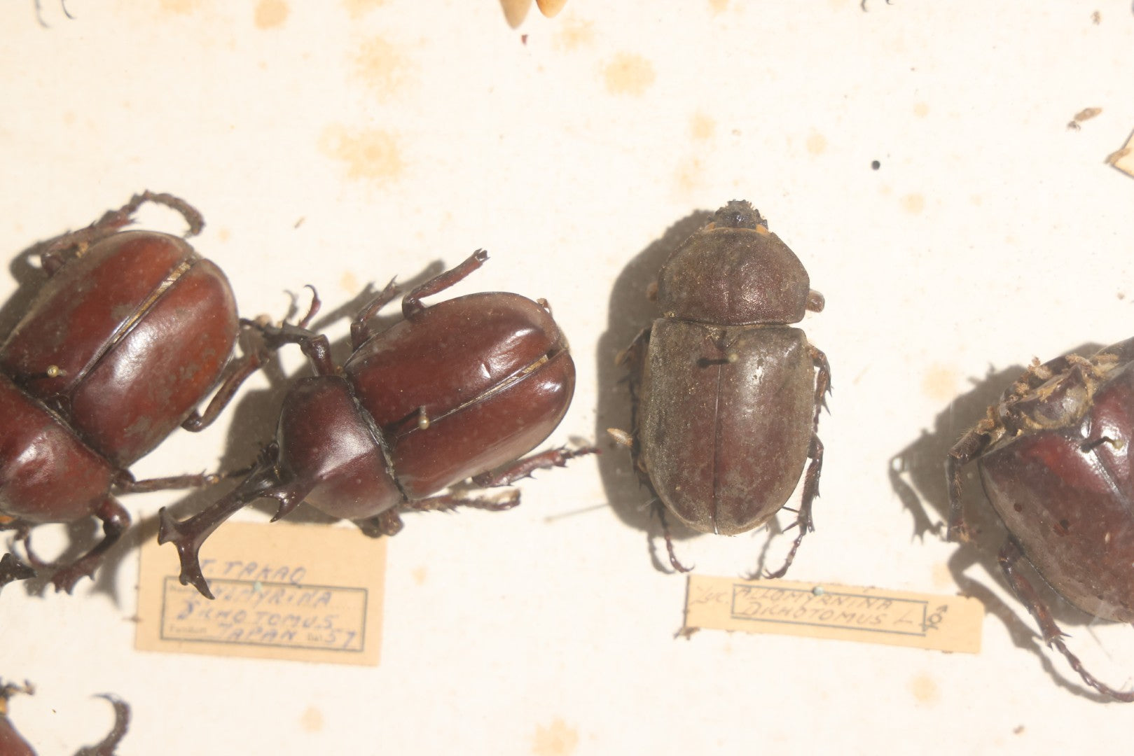 Vintage Entomology Specimen Display of Large Beetles for Parts or Repair, with Loose Salvaged Parts, in Glass-Front Wood Cabinet with Hans Luhr Label, Kiel, Germany
