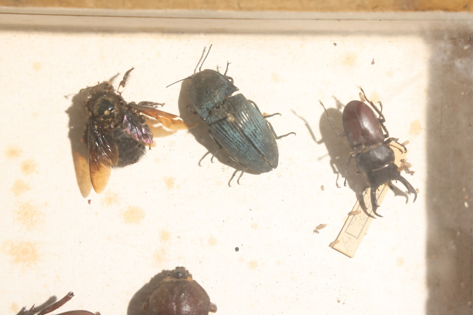 Vintage Entomology Specimen Display of Large Beetles for Parts or Repair, with Loose Salvaged Parts, in Glass-Front Wood Cabinet with Hans Luhr Label, Kiel, Germany