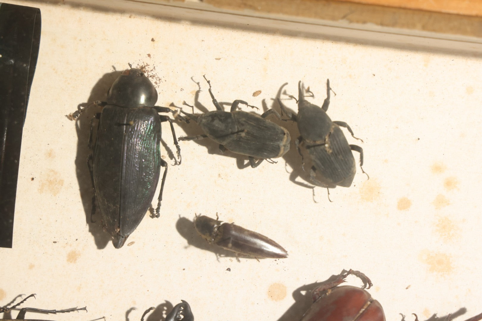 Vintage Entomology Specimen Display of Large Beetles for Parts or Repair, with Loose Salvaged Parts, in Glass-Front Wood Cabinet with Hans Luhr Label, Kiel, Germany