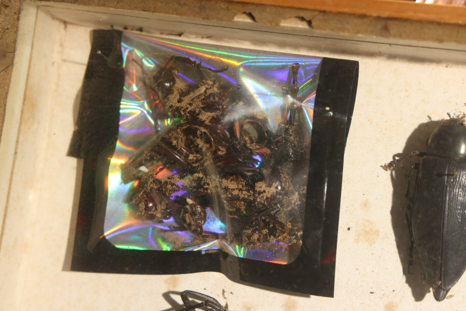 Vintage Entomology Specimen Display of Large Beetles for Parts or Repair, with Loose Salvaged Parts, in Glass-Front Wood Cabinet with Hans Luhr Label, Kiel, Germany