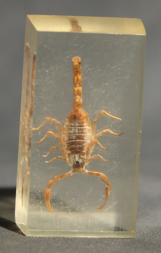 Vintage Scorpion Specimen Embedded in Lucite Paperweight