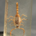 Lot 025 - Vintage Scorpion Specimen Embedded in Lucite Paperweight, 2-7/8" L