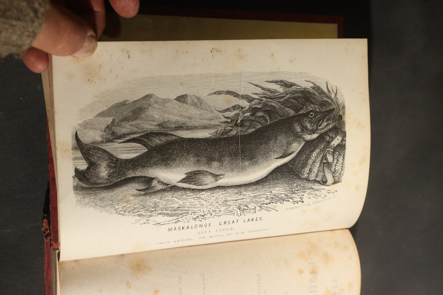 "Frank Forester's Fish and Fishing of the United States and British Provinces of North America" Antique Fishing Book by Henry William Herbert, Illustrated from Nature, Published by W.A. Townsend, New York, 1864