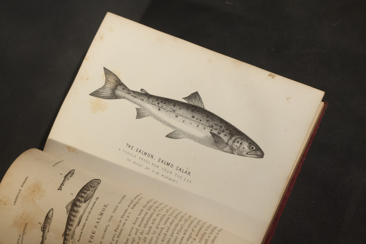 "Frank Forester's Fish and Fishing of the United States and British Provinces of North America" Antique Fishing Book by Henry William Herbert, Illustrated from Nature, Published by W.A. Townsend, New York, 1864