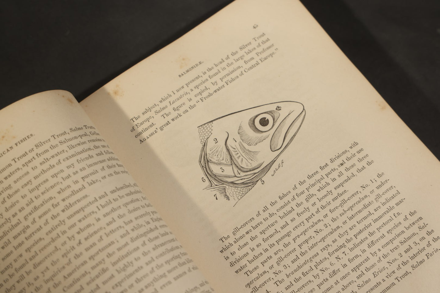 "Frank Forester's Fish and Fishing of the United States and British Provinces of North America" Antique Fishing Book by Henry William Herbert, Illustrated from Nature, Published by W.A. Townsend, New York, 1864