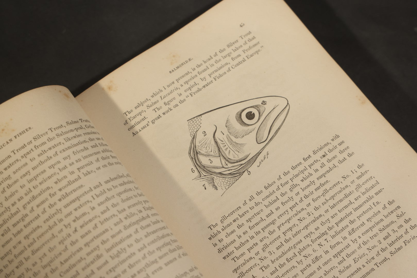 "Frank Forester's Fish and Fishing of the United States and British Provinces of North America" Antique Fishing Book by Henry William Herbert, Illustrated from Nature, Published by W.A. Townsend, New York, 1864