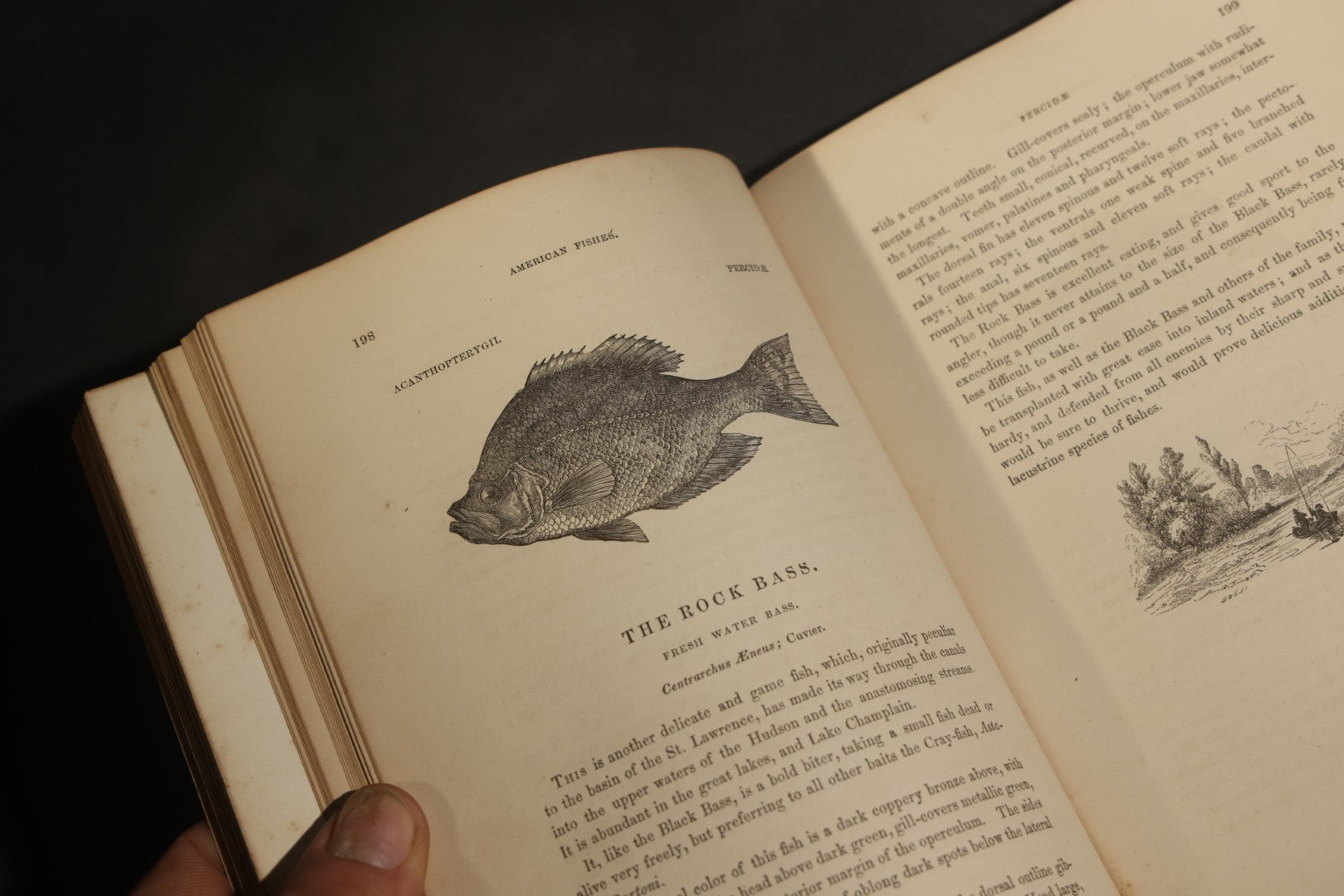 "Frank Forester's Fish and Fishing of the United States and British Provinces of North America" Antique Fishing Book by Henry William Herbert, Illustrated from Nature, Published by W.A. Townsend, New York, 1864